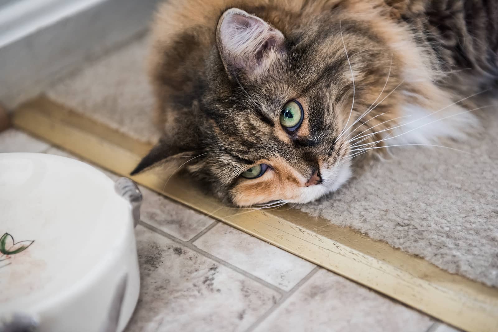 Mengatasi Masalah Kucing yang Muntah Makanan: Penyebab dan Solusinya